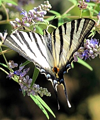 photo: scarce swallowtail 